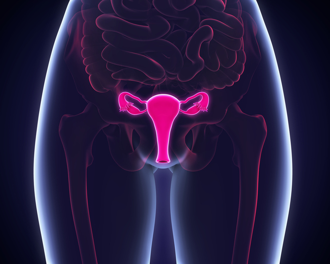 Female Reproductive System Illustration. 3D render