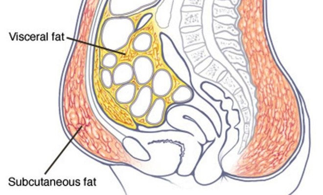 Different Types Of Stomach Fats And How To Lose It1