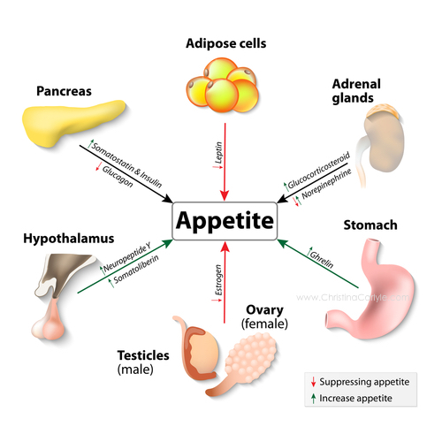 Hormones and Weight Gain