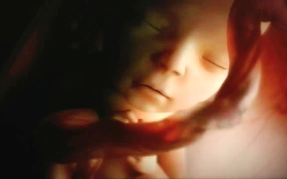 life in womb video image