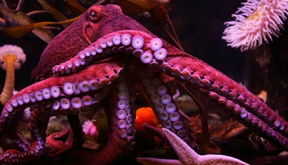 octopus animal birth