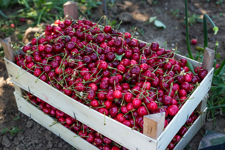 Fresh & Delicious Cherries