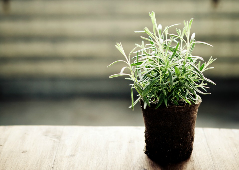 rosemary pot plant