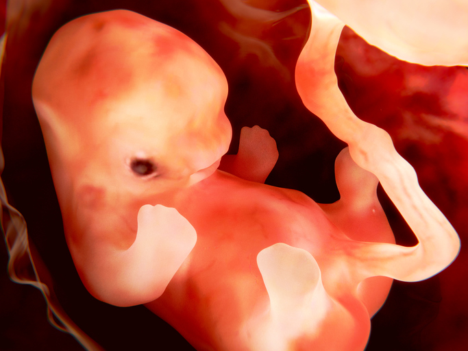 Seven Surprising Things Babies Can Sense in The Womb