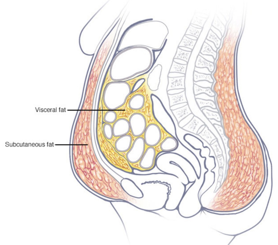 stomach fat