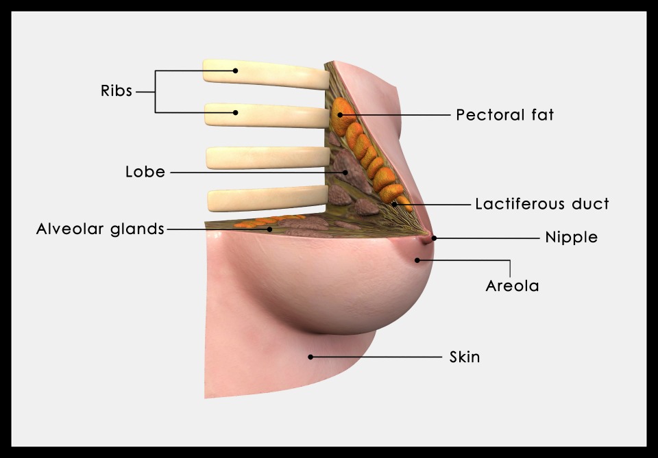 size of breasts don't affect breastfeeding