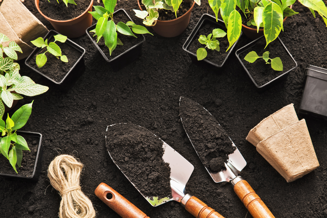 Gardening tools and plants on land