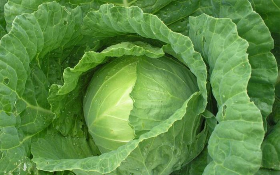 cabbage