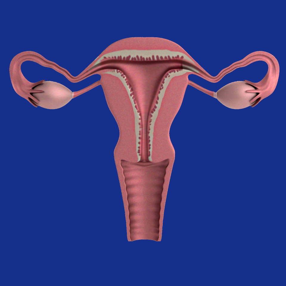 ovaries womb