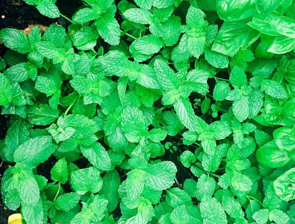 mint-herb-Kerrie-Obrien-weight-loss-secret