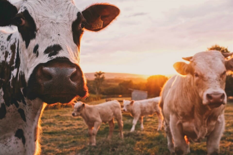 6 reasons behind why people are turning vegan