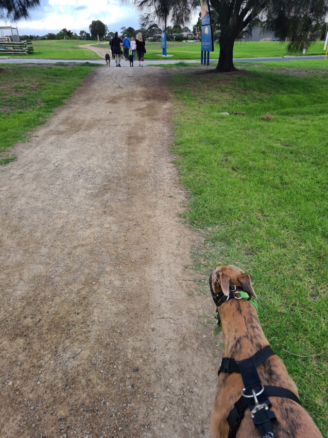 Kerry-Herten-walking-dog-exercise