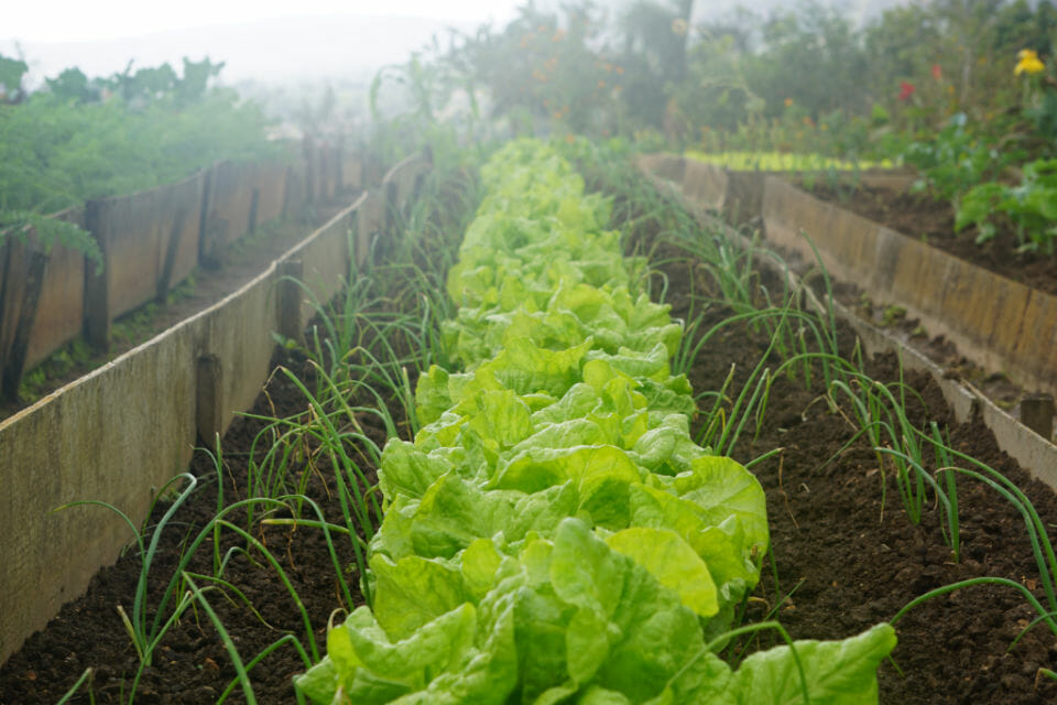AWESOME TIPS: Mums reveal how to make lettuce last longer!