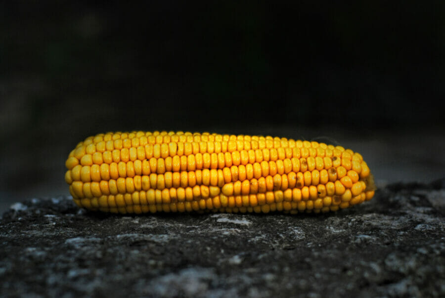 crucial nutrients - fibre from corn on the cob